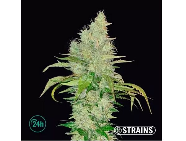 ice cream cake gb strains ice cream cake gb strains
