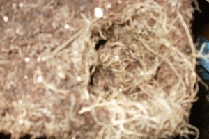 capsules d'oxygene pour nos racines