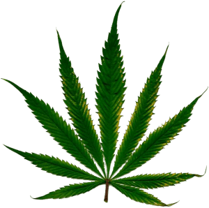 Medicinal Marijuana in Italy
