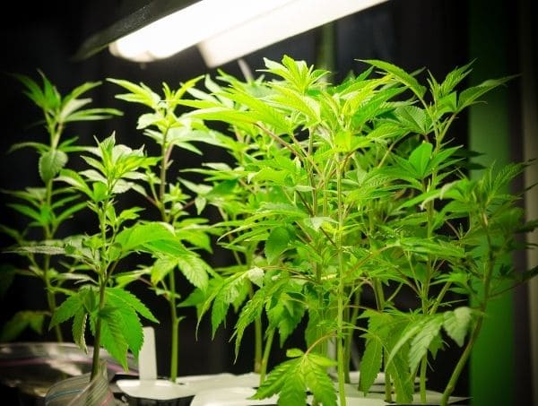 erreurs frequentes dans la culture du cannabis