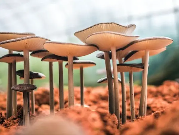 Les champignons se développent à partir du mycélium secondaire les champignons se développent à partir du mycéliusecondairem