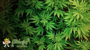 La política peruana Rosario Grados quiere la legalización