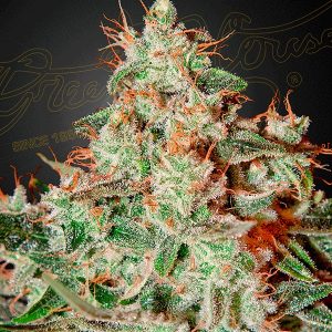 ¿Qué es el limoneno? Lemon Skunk lemon skunk limoneno