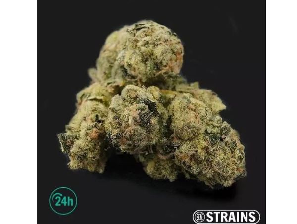 MAC BX1 regular indica