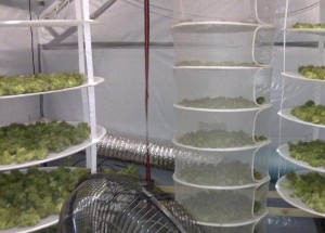 Como pelar cogollos de marihuana