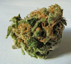 Legislative Proposal to Regulate Cannabis bud photo legislative proposal to regulate cannabis bud photo