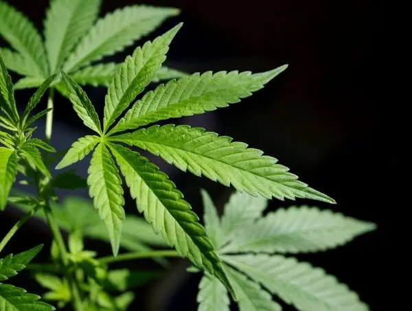 cannabis leaf cannabis leaf