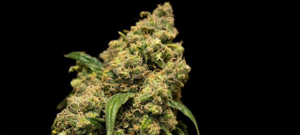 Marihuana desarrollo