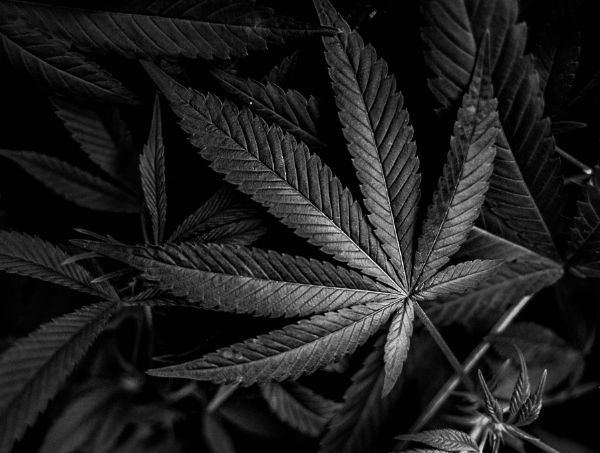 Todo sobre la marihuana negra