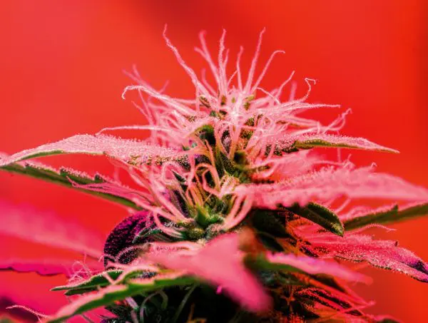 caractéristiques weed rouge