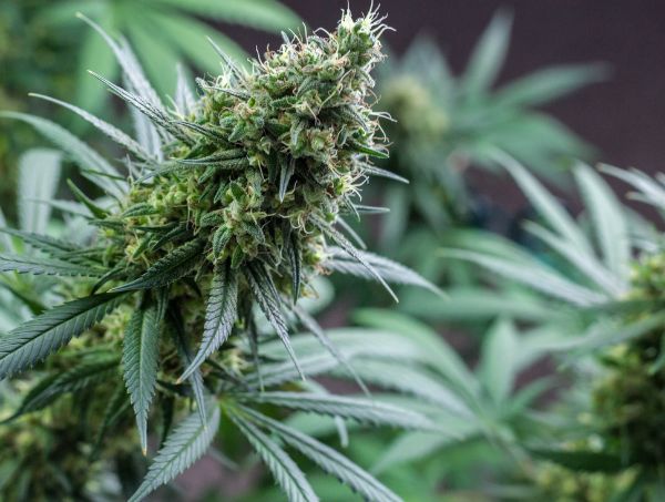 ¿Qué es la marihuana sin THC?