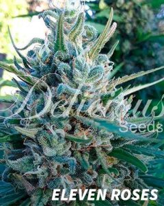 Meilleures variétés cannabis indoor | Eleven Roses meilleures varietes cannabis indoor