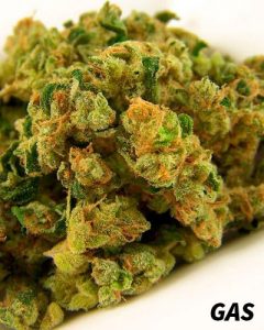 Meilleures variétés cannabis indoor | GAS meilleures varietes cannabis indoor