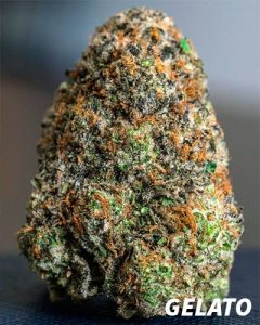 Meilleures variétés cannabis indoor | Gelatto gelatto