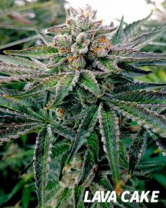 Meilleures variétés cannabis indoor | Lava Cake lava cake
