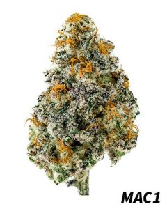 Meilleures variétés cannabis indoor | M.A.C 1 mac 1