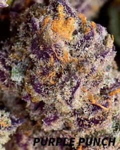 Meilleures variétés cannabis indoor | Purple Punch purple punch