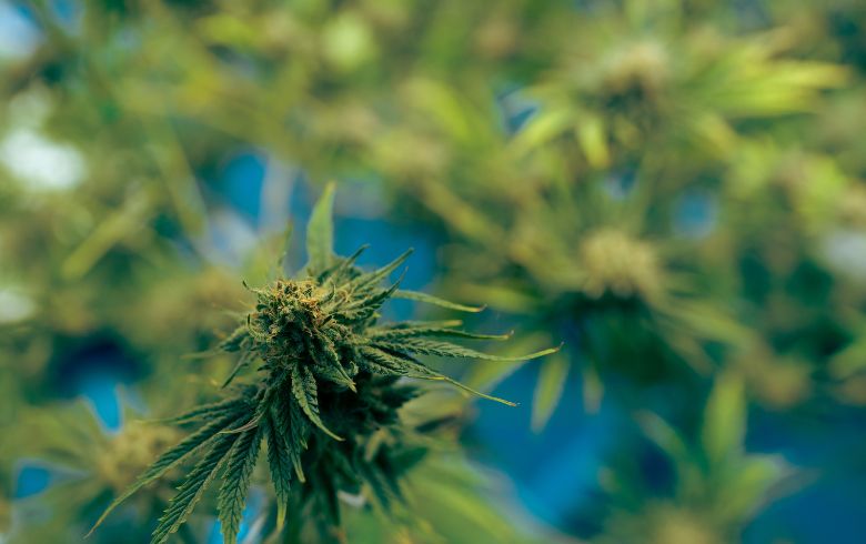 ¿Cuál es el mejor estimulador de floración para marihuana?