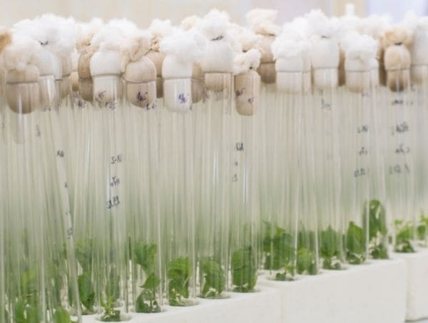 micropropagation dans la culture de cannabis