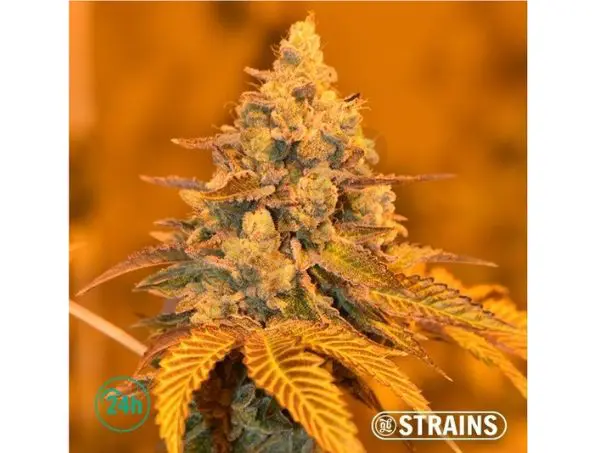 Miracle Alien Cookies Miracle Alien Cookies