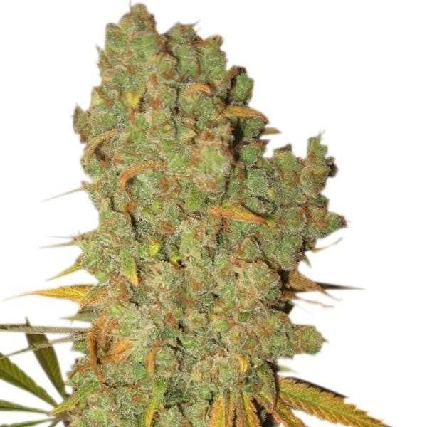 myrcene