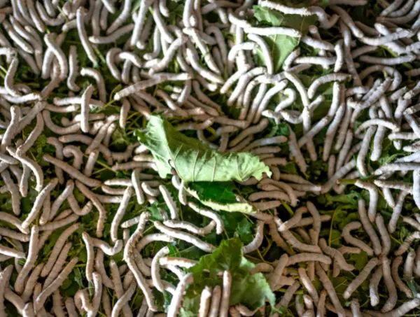 feuilles de cannabis avec nématodes
