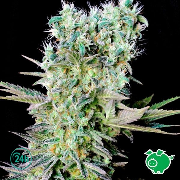 Northern Lights X marijuana plant
