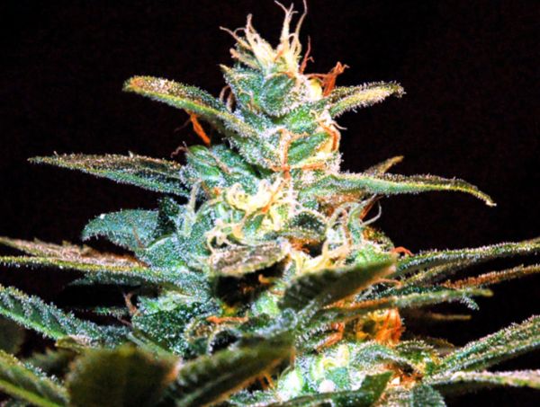 Noticias Cannábicas