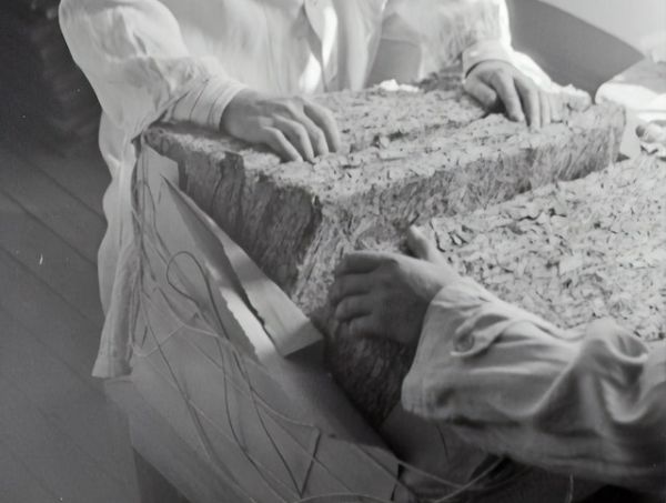 Origen histórico del cannabis