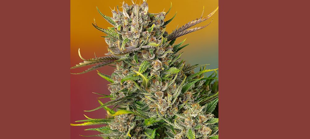 Papaya Zoap Auto