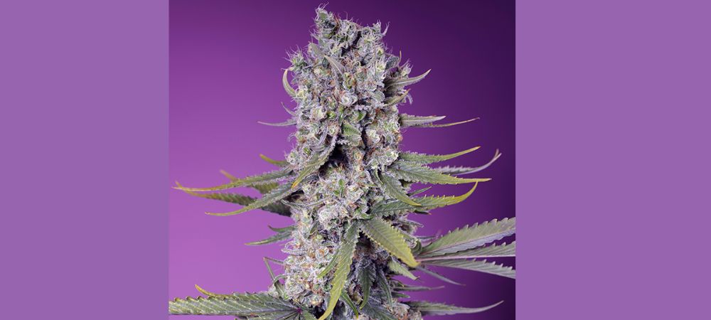 Papaya Soap F1fv