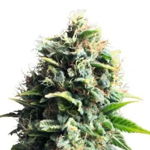 Pineapple Kush pineapple kush