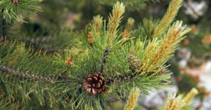 pinene nel pino