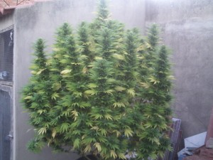 Cannabis Seeds VS Clones - Outdoor seeds Cannabis Seeds VS Clones