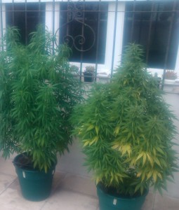 Por que trasplantar la marihuana foto de planta sin trasplantar Por que trasplantar la marihuana