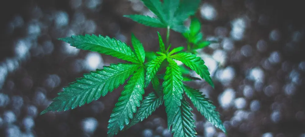 Plante de cannabis
