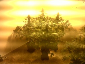 Cannabis Seeds VS Clones - Indoor seeds Cannabis Seeds VS Clones