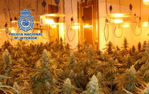 l'espagne produit du cannabis pour toute l'europe