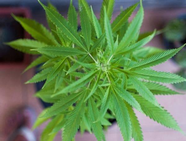 Plante de cannabis plante de cannabis