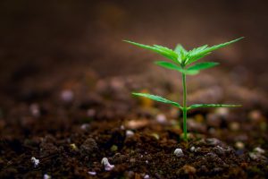 température de l'eau marijuana