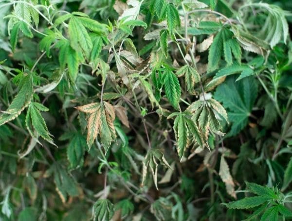 erreurs frequentes dans la culture du cannabis