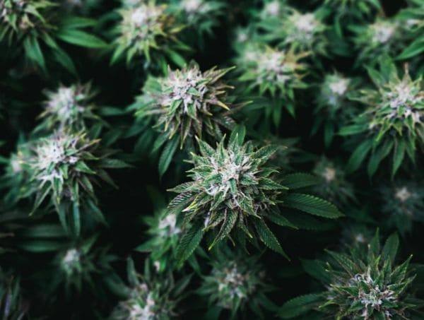 bienfaits du silicium