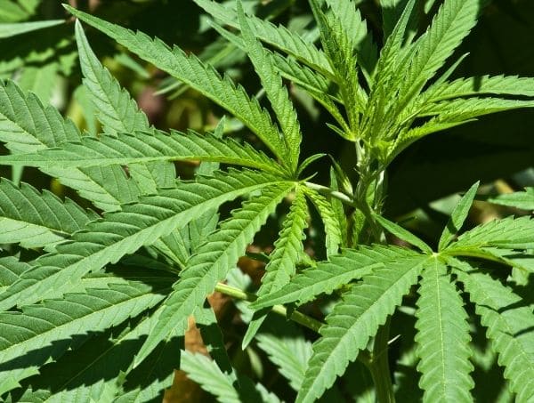 bienfaits du silicium