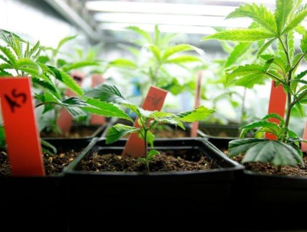 micropropagation dans la culture de cannabis