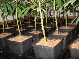 quand realiser une coupe des branches basses