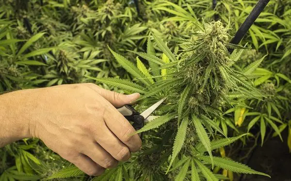 Fimming in marijuana cultivation, a productive technique