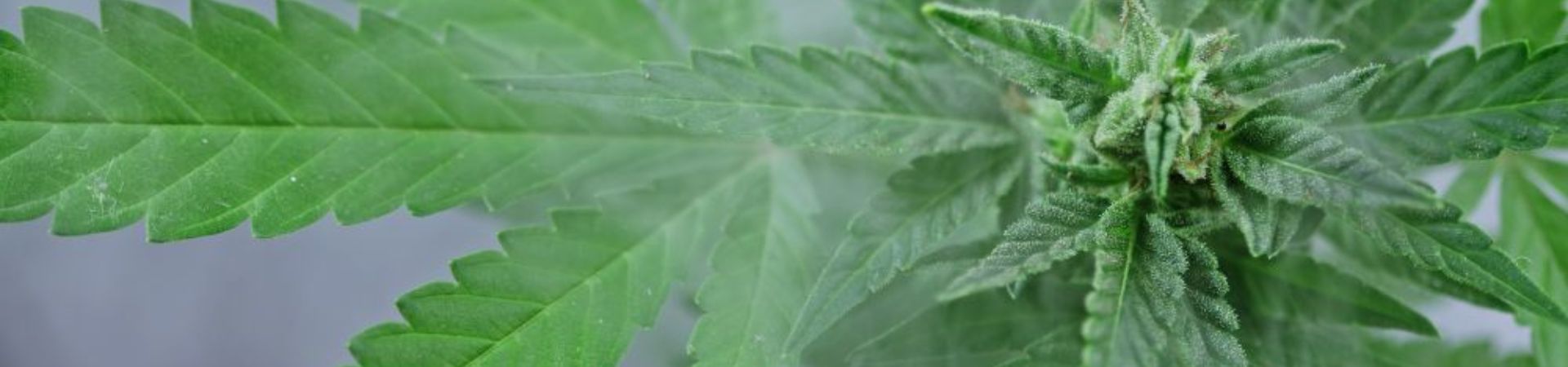Cómo fumar marihuana