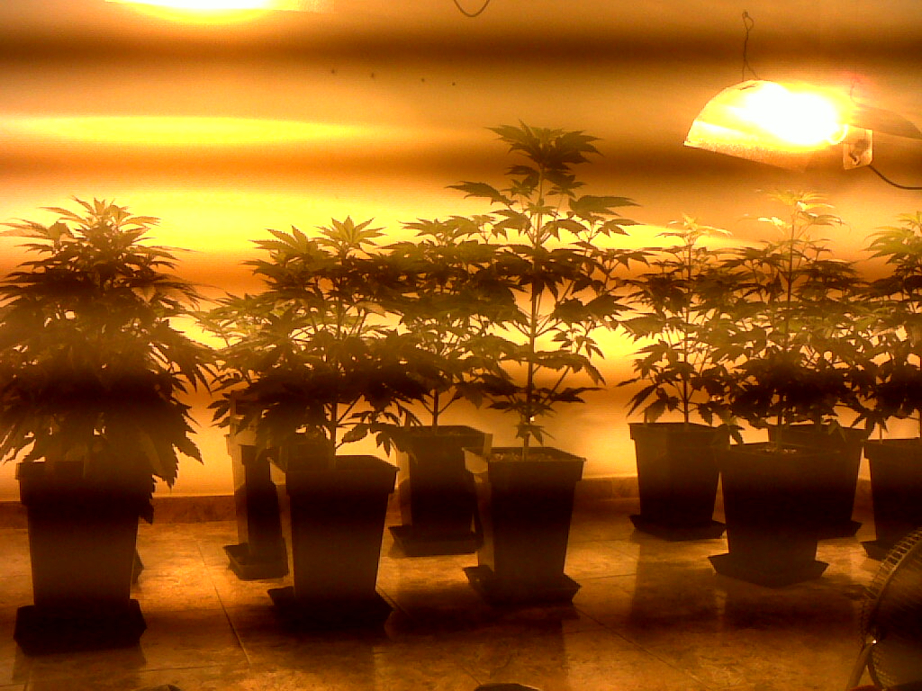 Prefioritura pianta di marijuana