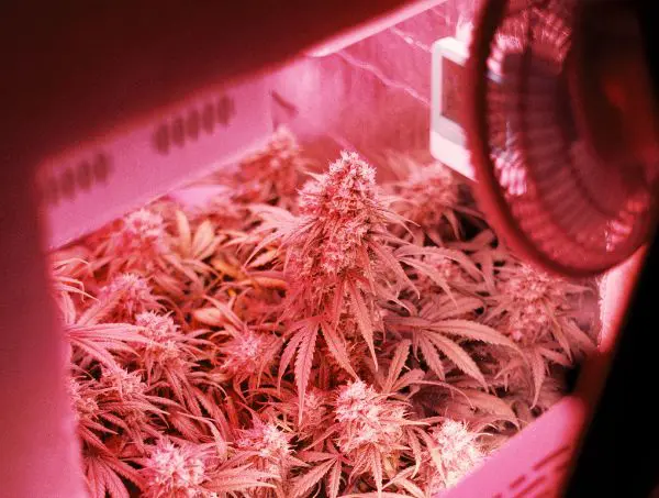 prévenir les champignons dans le terreau des plantes