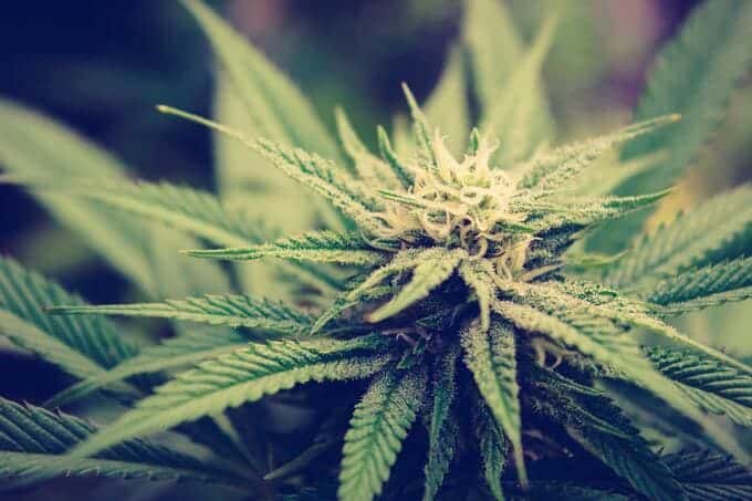 Prevent hermaphroditism in cannabis plants prevent hermaphroditism in cannabis plants